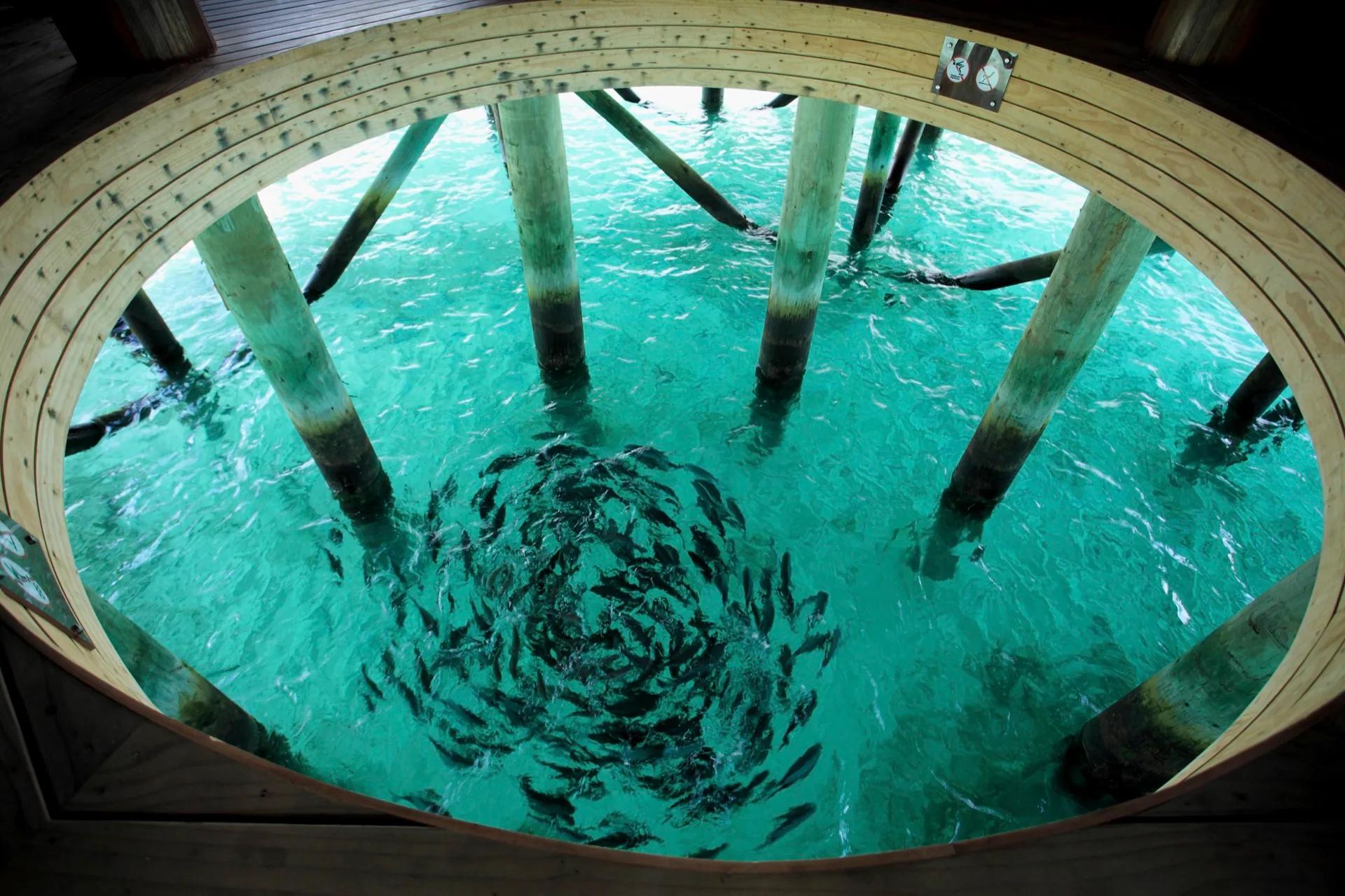 Vista subacquea di pesci sotto la passerella al Centara Ras Fushi Resort & Spa Maldives.